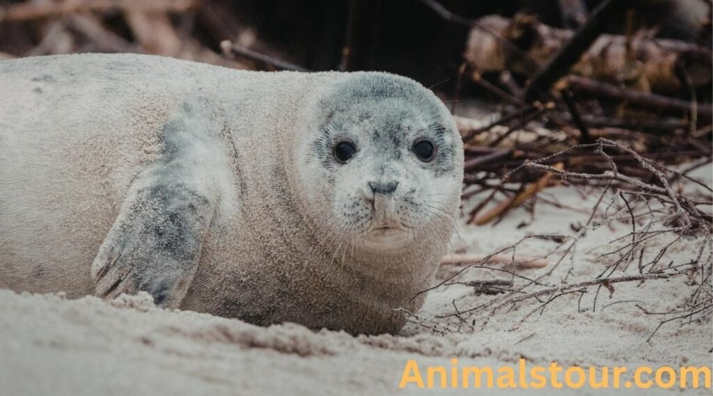 Harp Seal