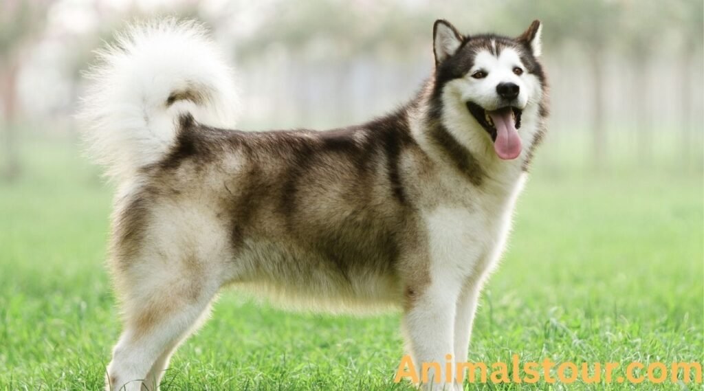Alaskan Malamute