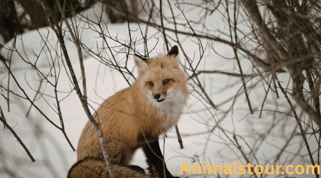 Northern Red Fox