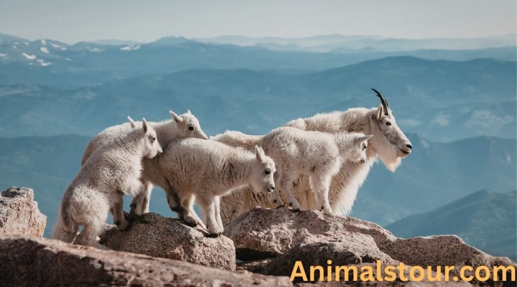 Mountain Goat