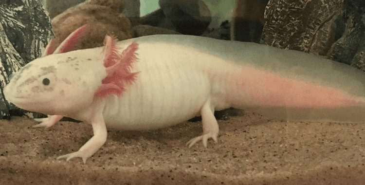 Axolotl