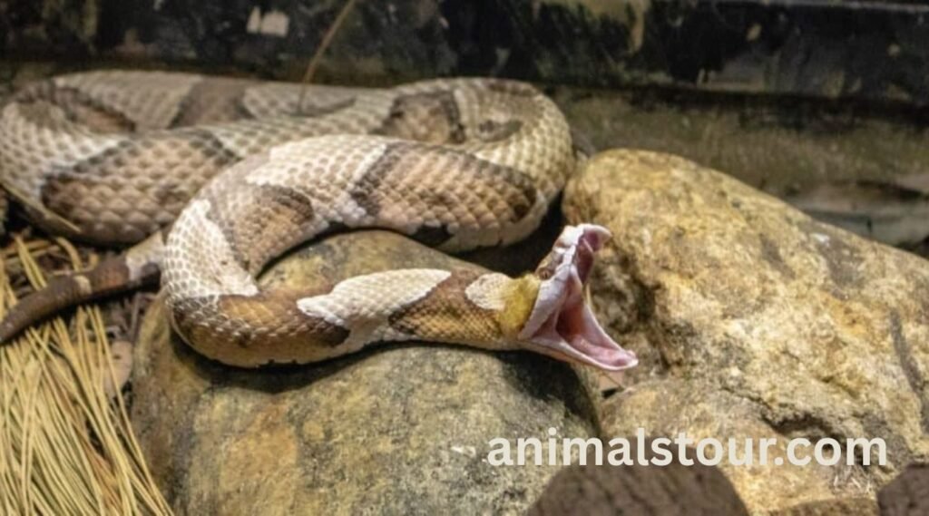 animals with sharp teeth