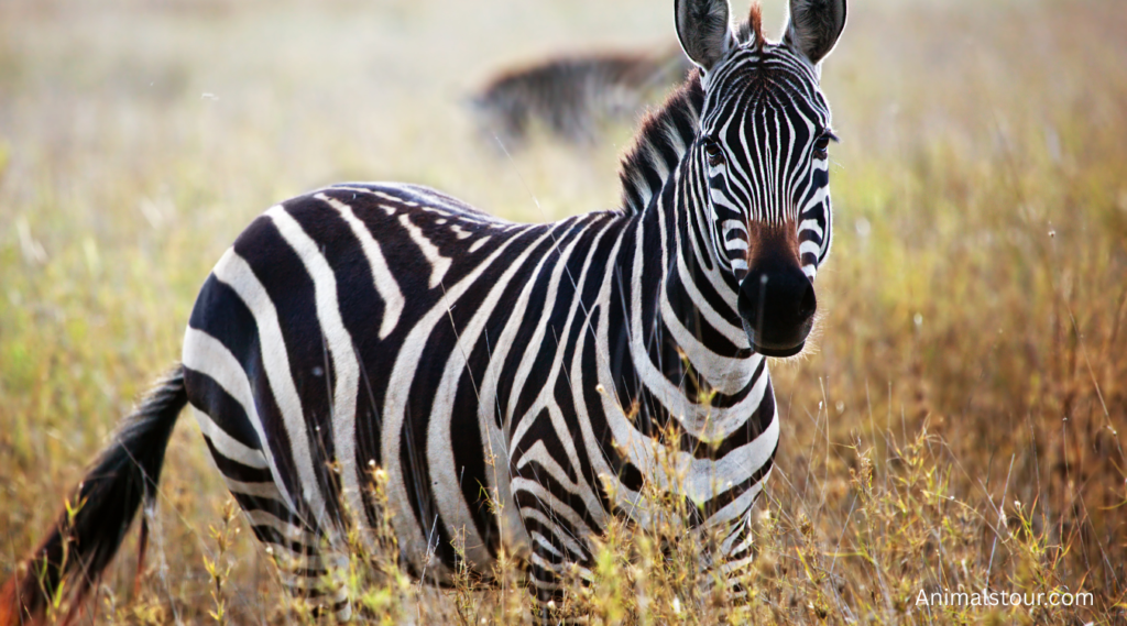 Animals with Long Legs
