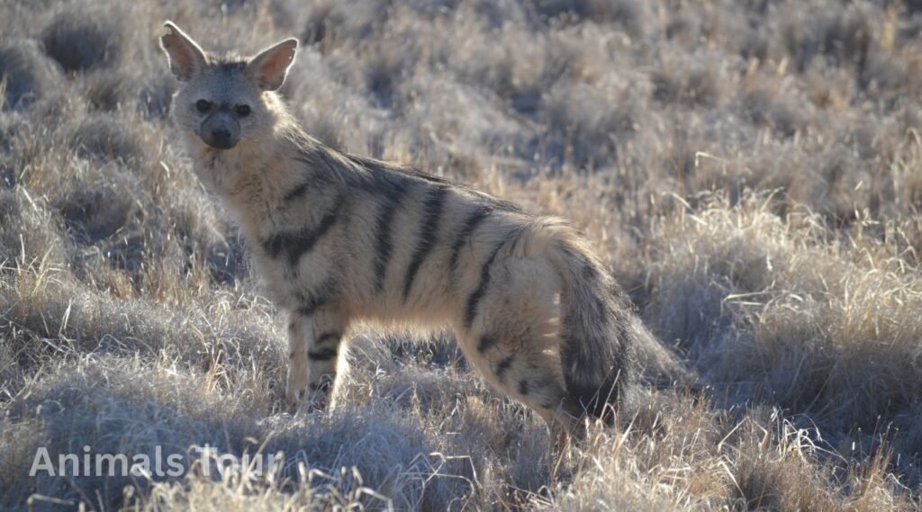 Aardwolf -termite hunter among striped animals in the world