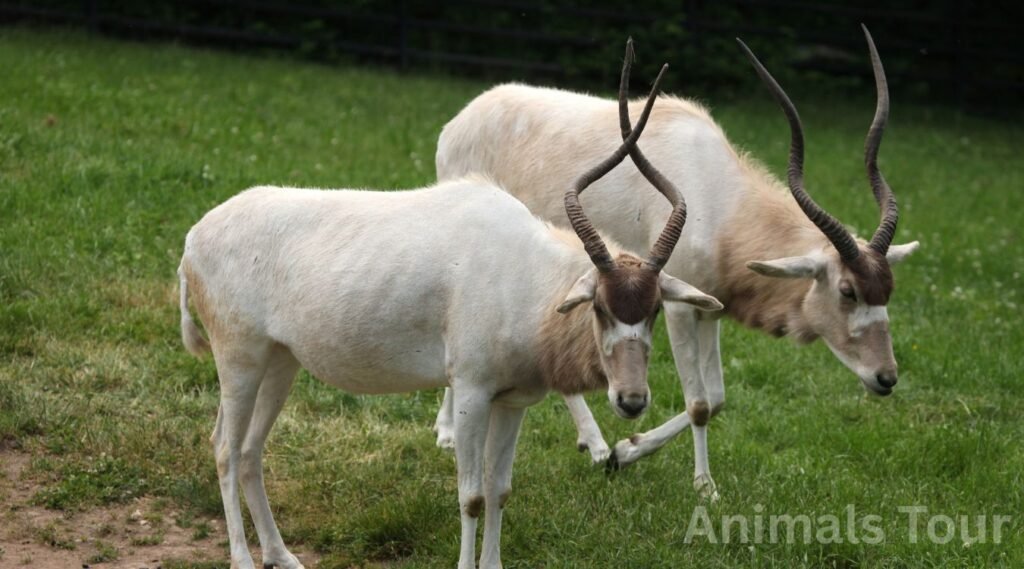 Addax