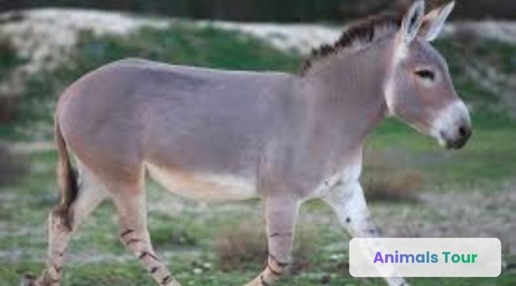 African wild ass