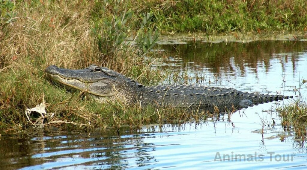 Alligators