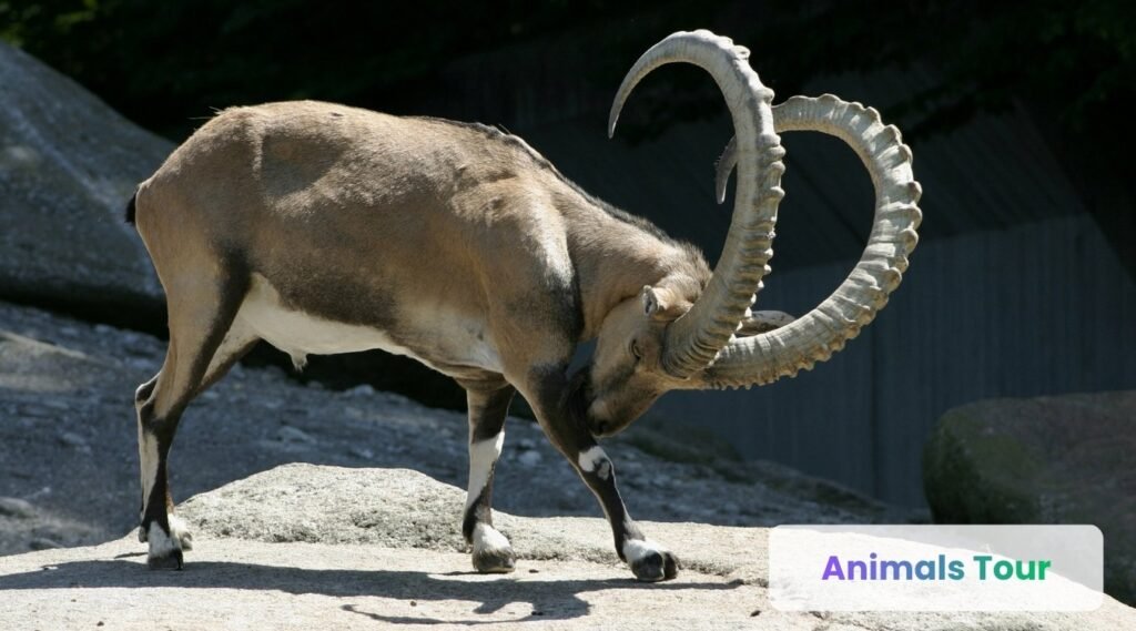 Alpine Ibex-Backward Curving Horns
