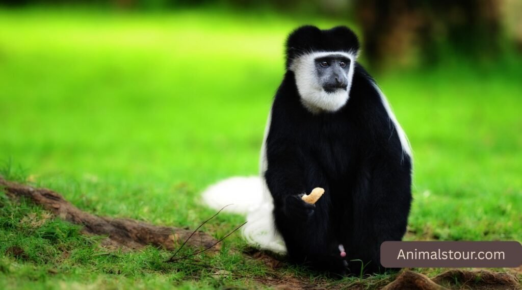 Angola Colobus