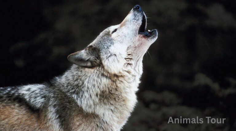 animals that growl
