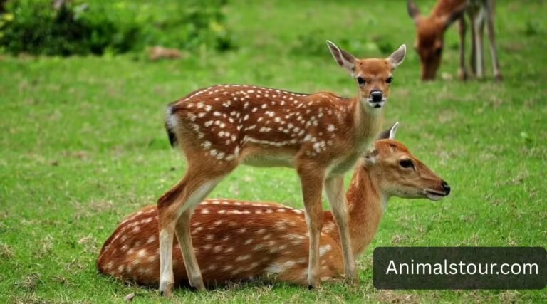 Top 22 Quiet Animals in the World (With Images)