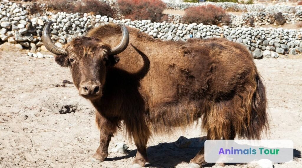 Wild Yak