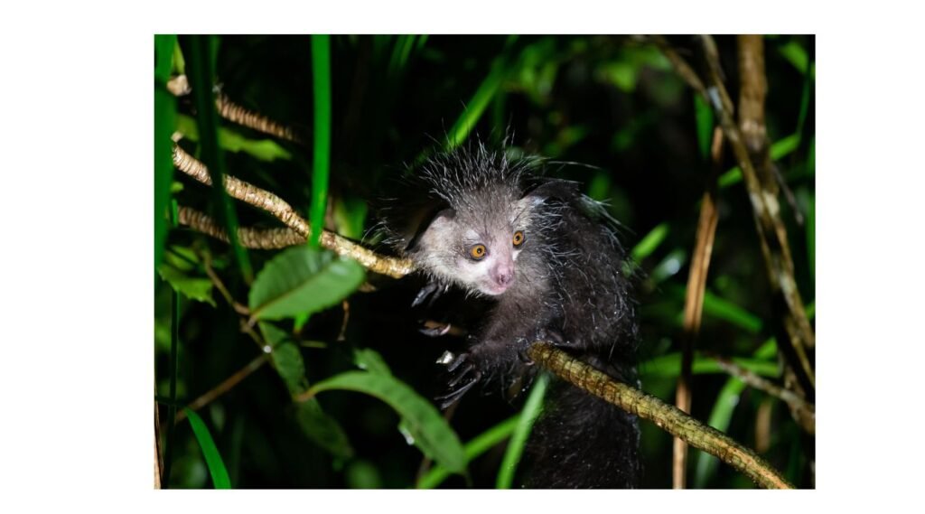 animals with big eyes