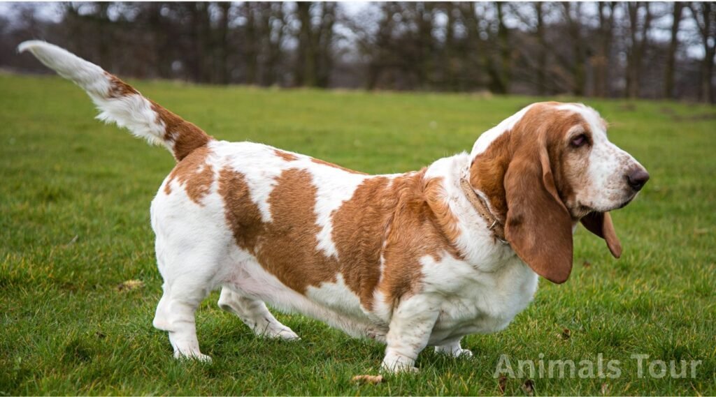 Basset Hound