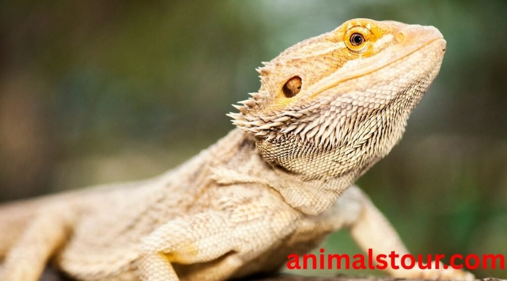docile annimals