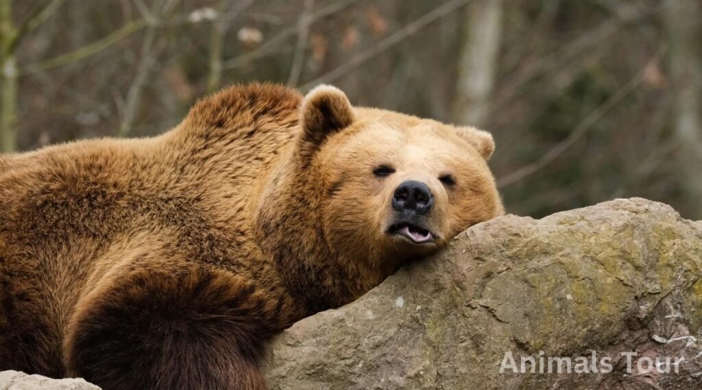 Bears-animal that growl