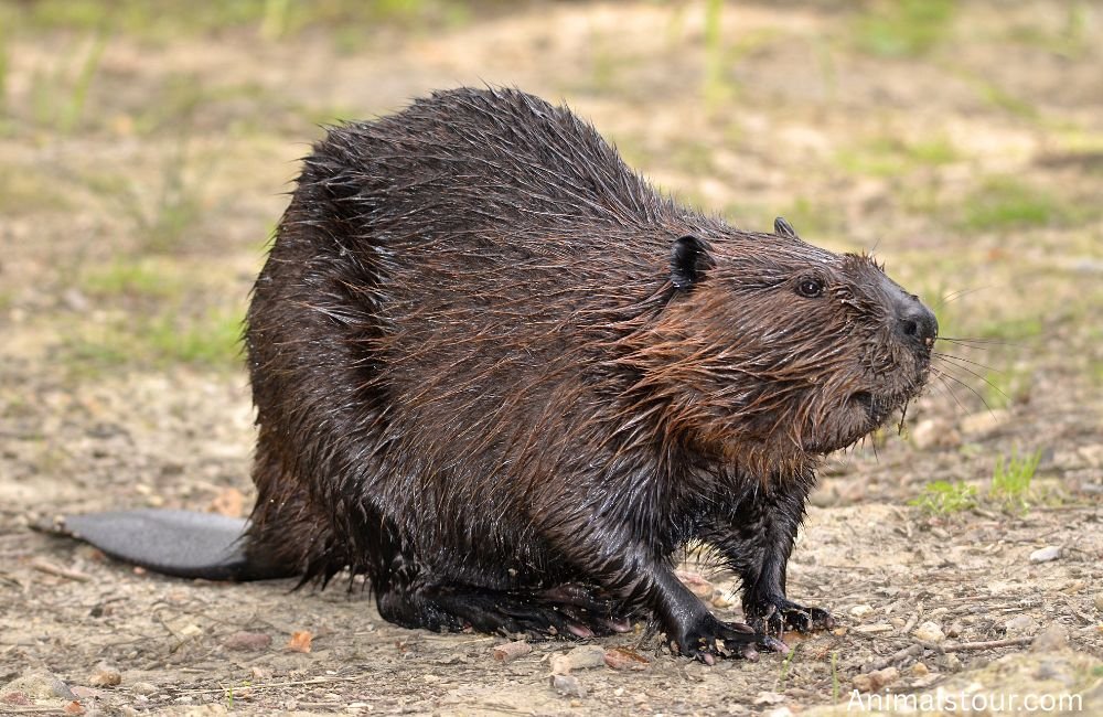 Animals with Whiskers