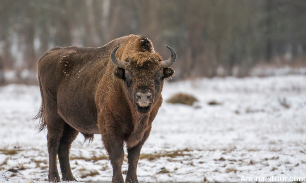 Bison