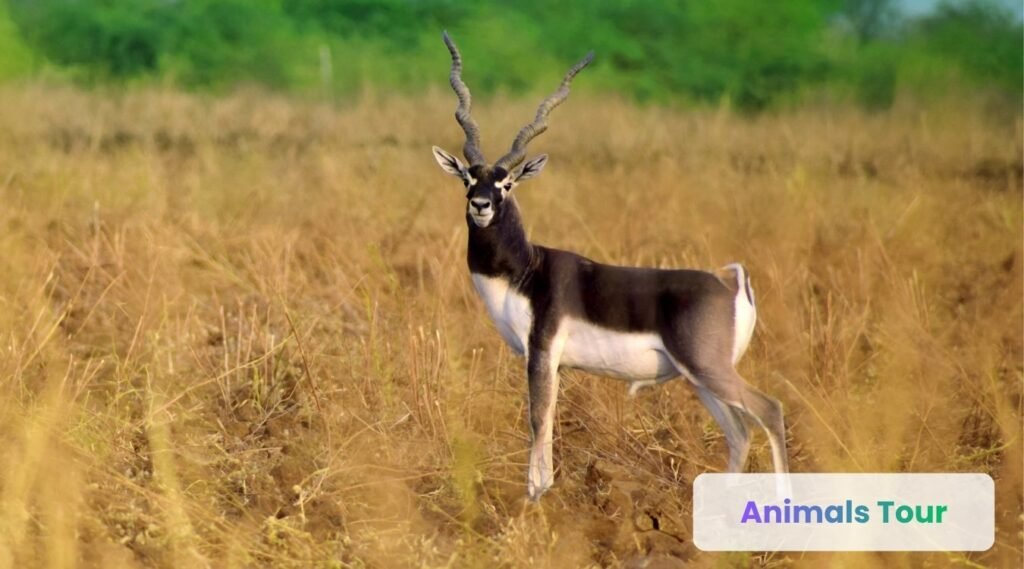 Blackbuck