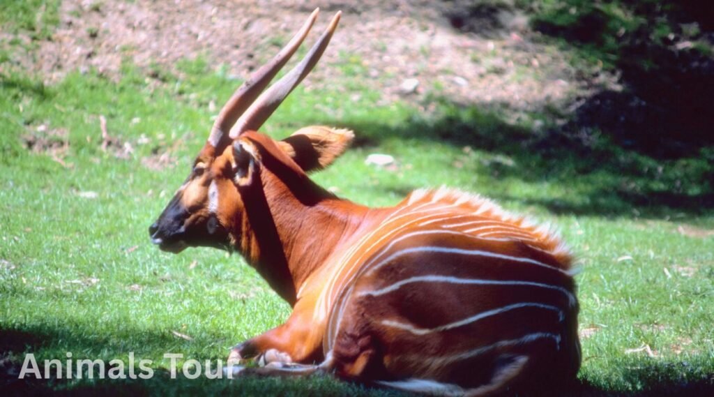 Bongo-a beautiful striped animal 