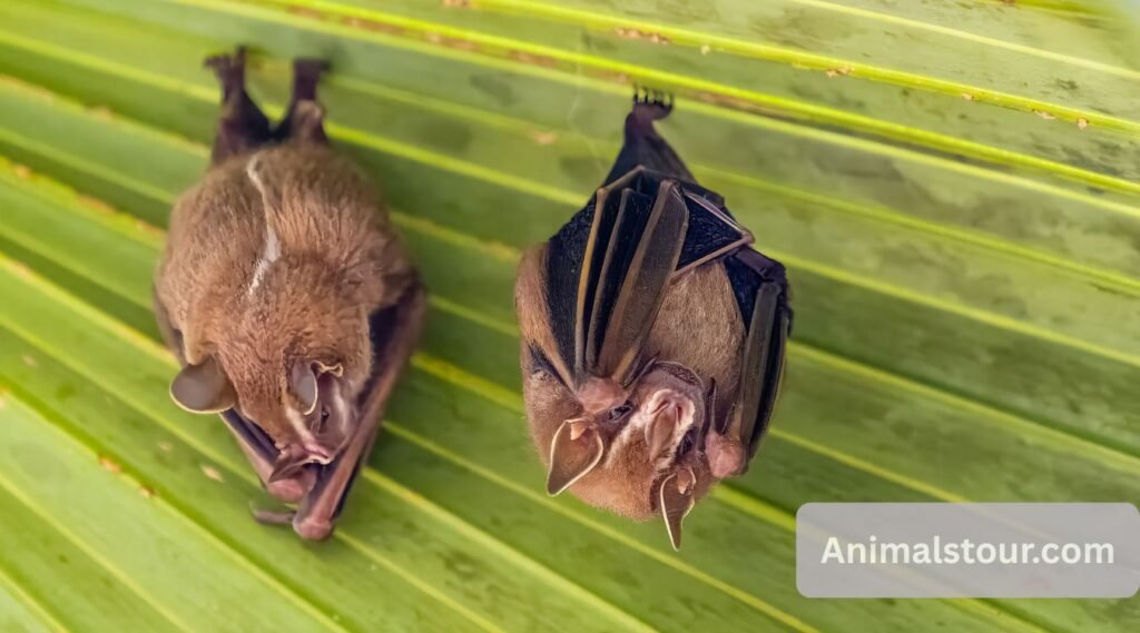 animals that sleep a lot