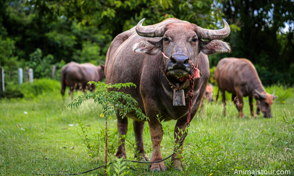 Stubborn animals