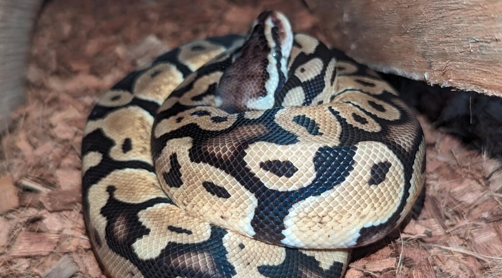 Burmese Python