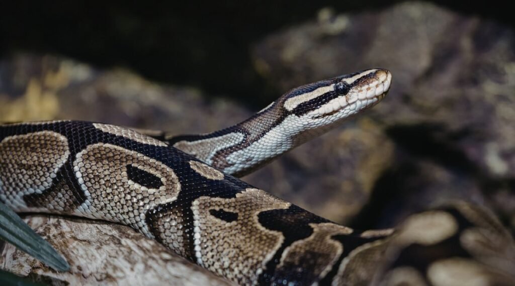 Burmese pythons