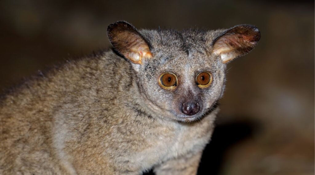 Bushbaby