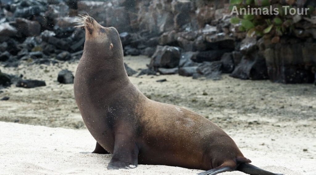 California Sea Lion-flippered animal