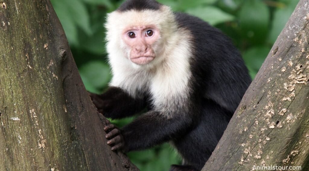 tiny monkeys