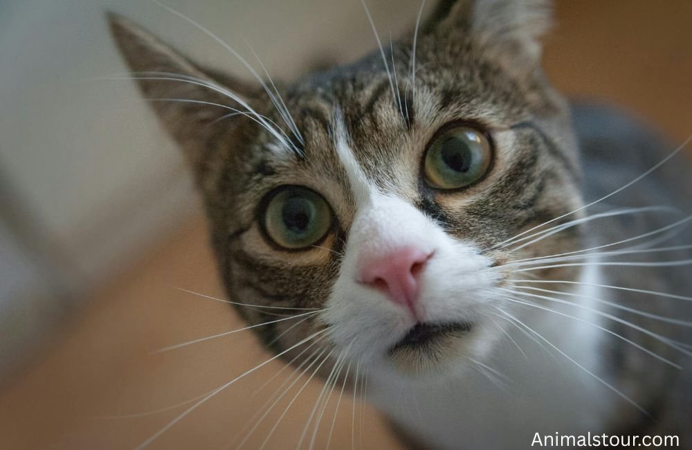 Animals with Whiskers