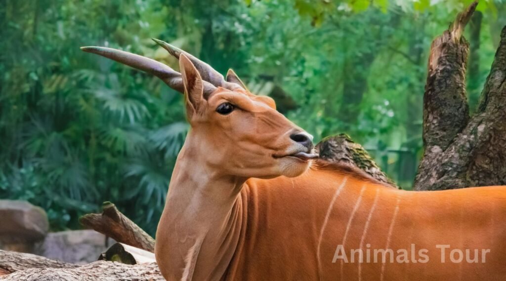 Common Eland