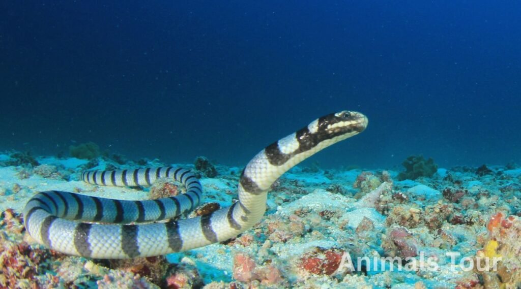 Coral Snake