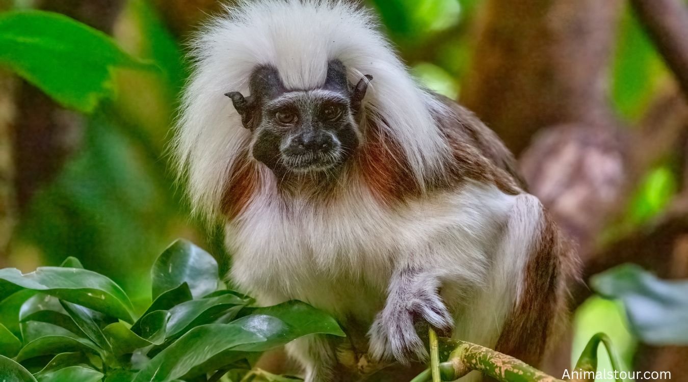 Small Monkey Breeds