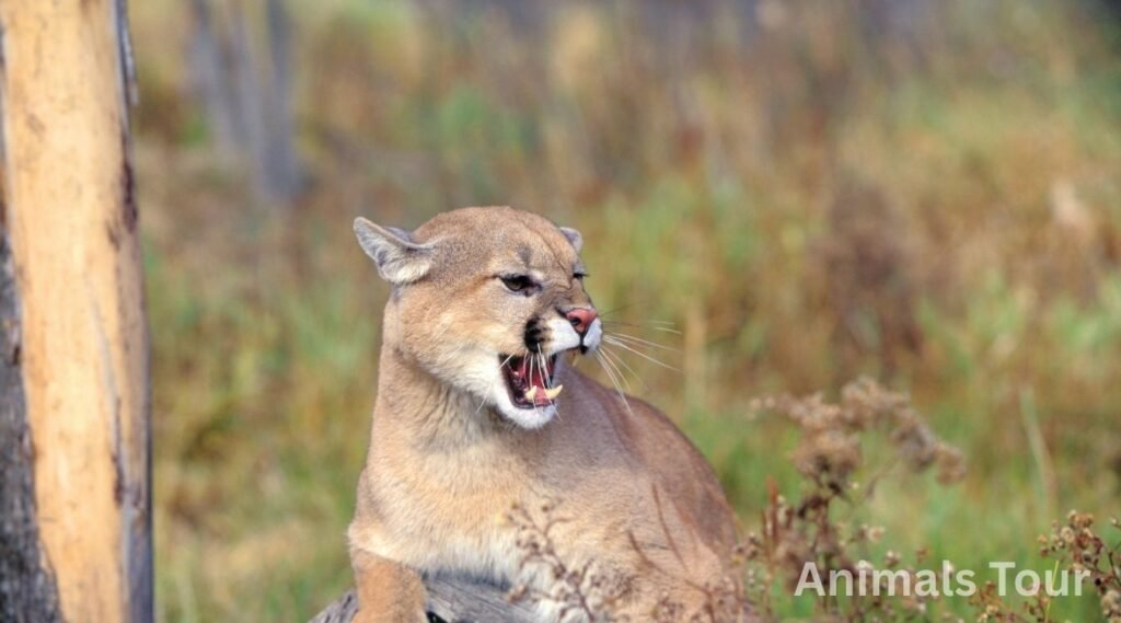 Cougar-animal that sound growl