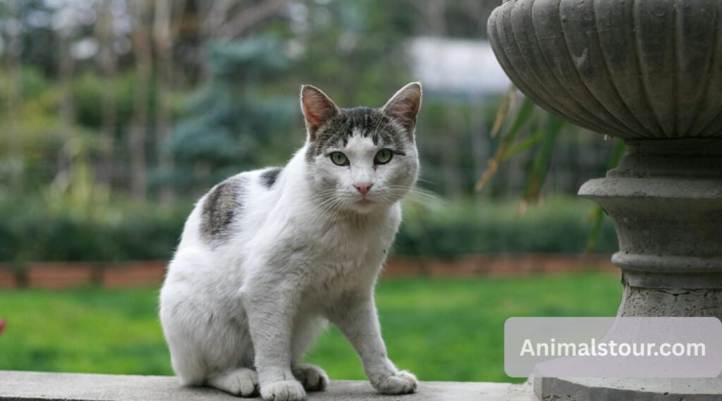 Domestic Cat