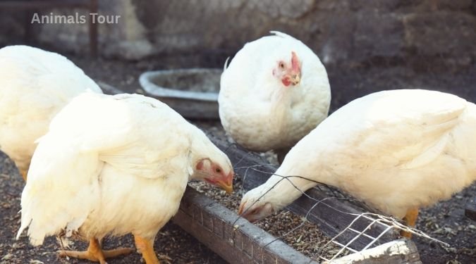 Domesticated Chickens