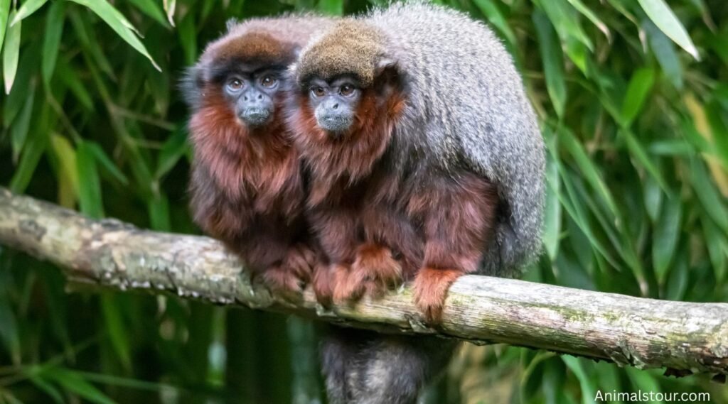 tiny monkeys