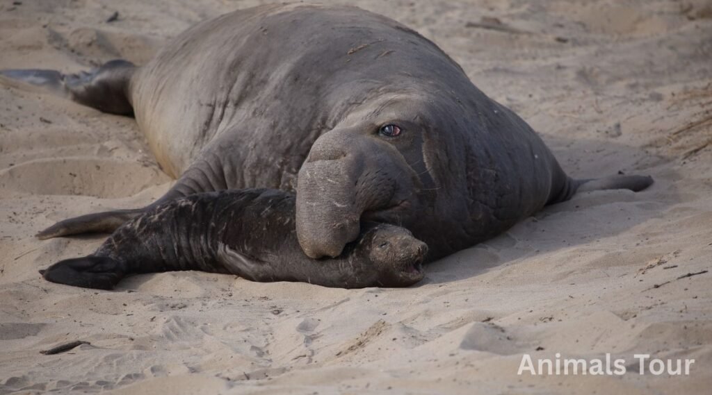 Elephant seal among flippered animals