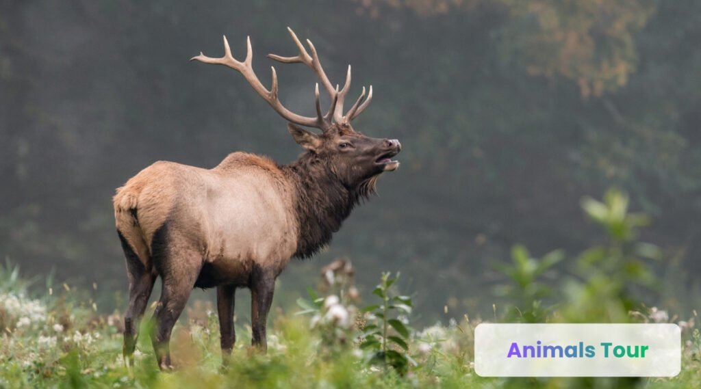 Elk-branching antlers