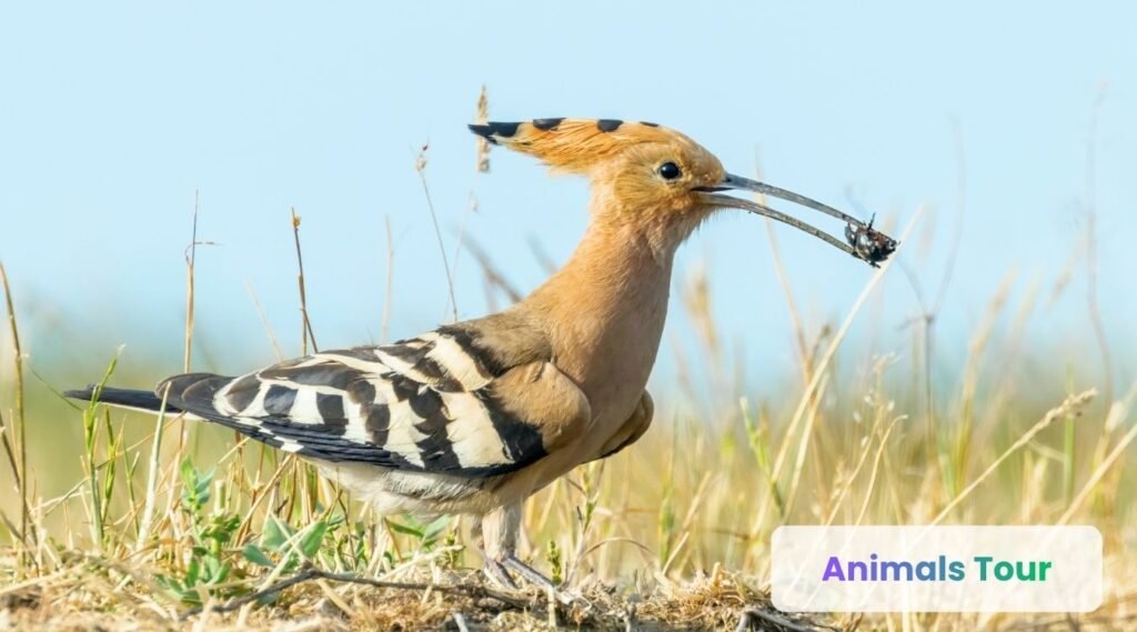 Eurasian Hoopoes- Animals that have stripes