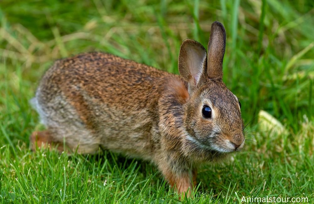 Animals with Whiskers