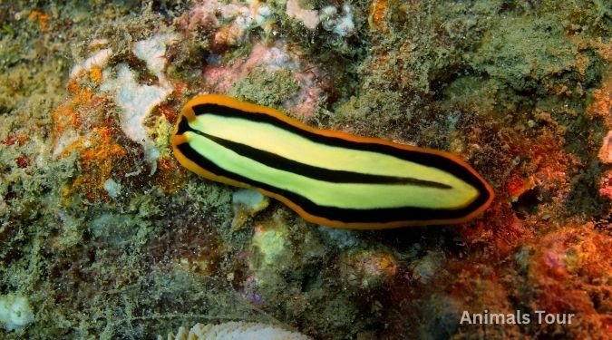 Flatworm - weakest animal in the world