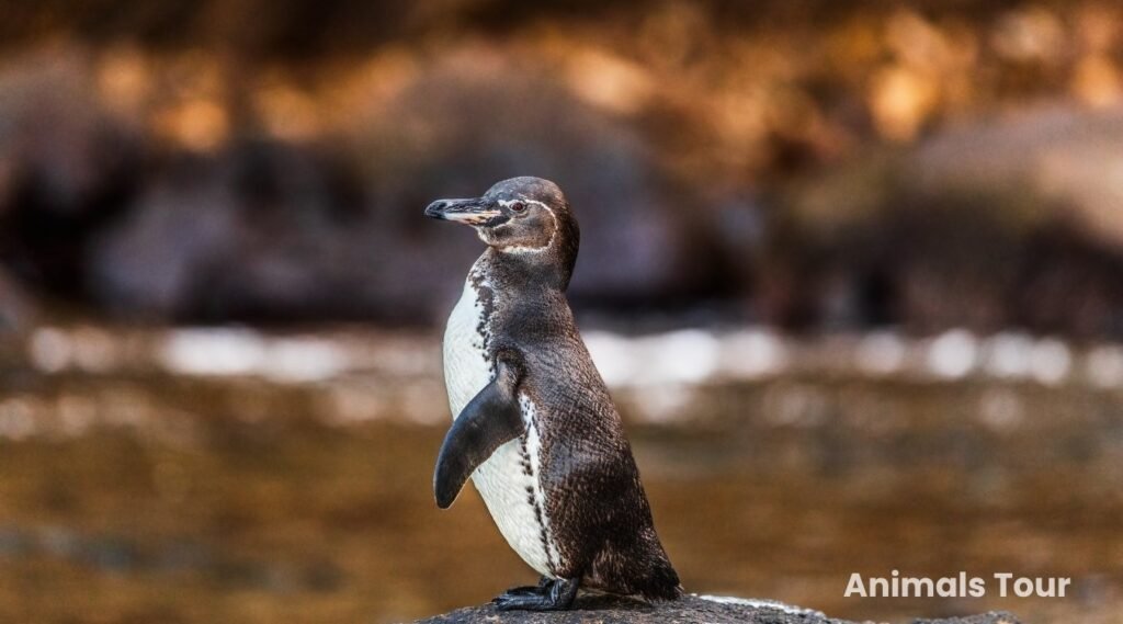 Galapagos Penguin-animals with flippers