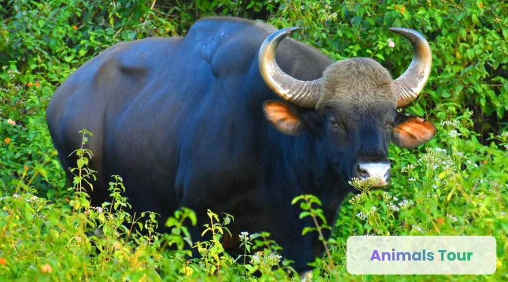 Gaur-largest fat animals