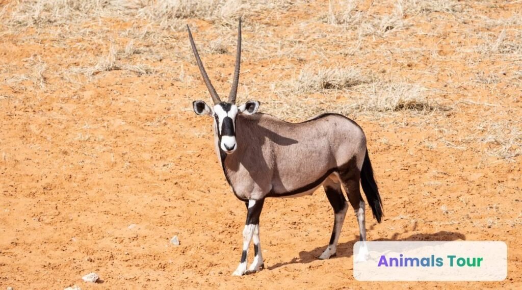 Gemsbok-straight longest horns