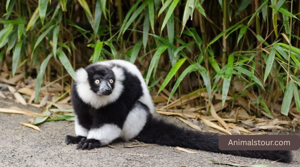 Giant Anteater