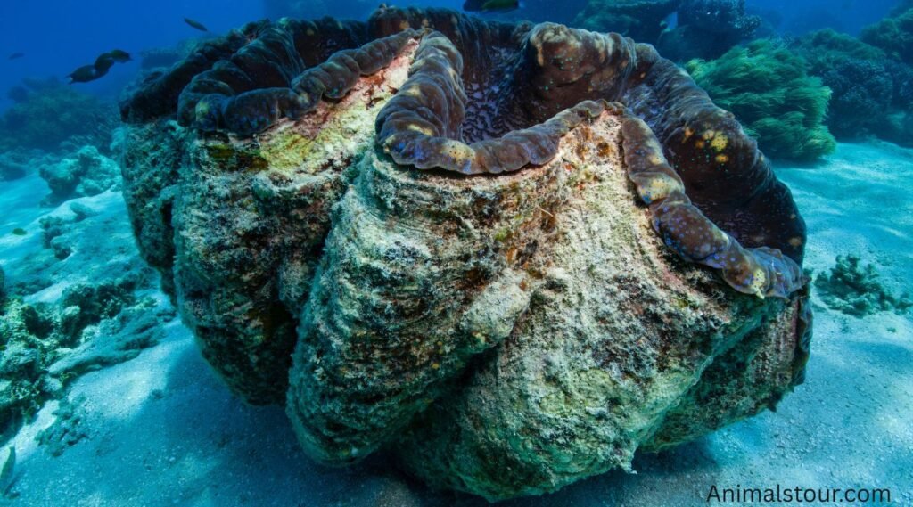 hard shell animals
