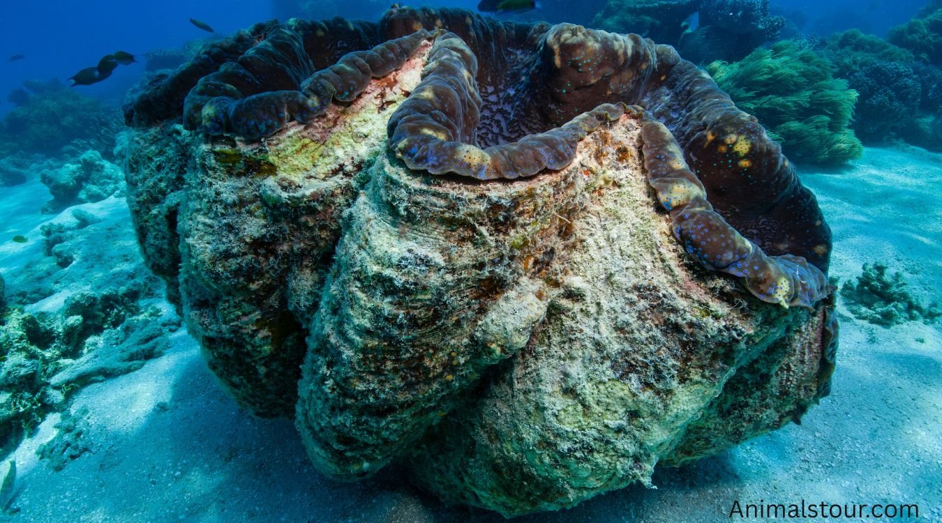 Top 12 Amazing Animals with Shells (With Images) 2026